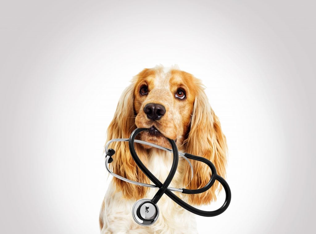 Dog holding a stethoscope